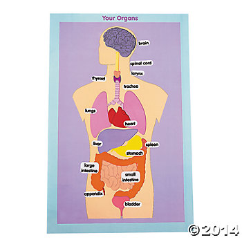 organs body human sticker scenes giant teaching science orientaltrading activities systems open supplies stickers pk cart oriental trading