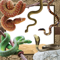 Snake Party Supplies
