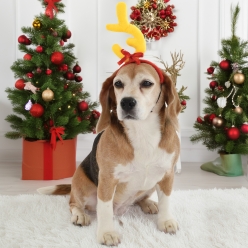 Grinch Pet Plush Headband - All Sizes