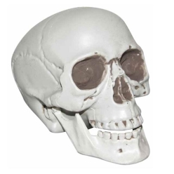 Realistic Plastic Skull