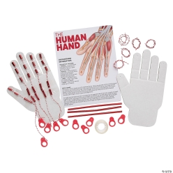 STEM Activities Human Hand - 12Pk